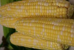 Corn - Sweet (LOCAL)